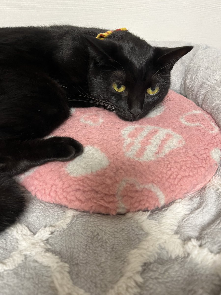 satuki_neconeco's tweet photo. 葉月のお手手が見えません
#黒猫
#BlackC
#猫の居る暮らし
#ねこのいるせいかつ https://t.co/Ecm4cdWjlN