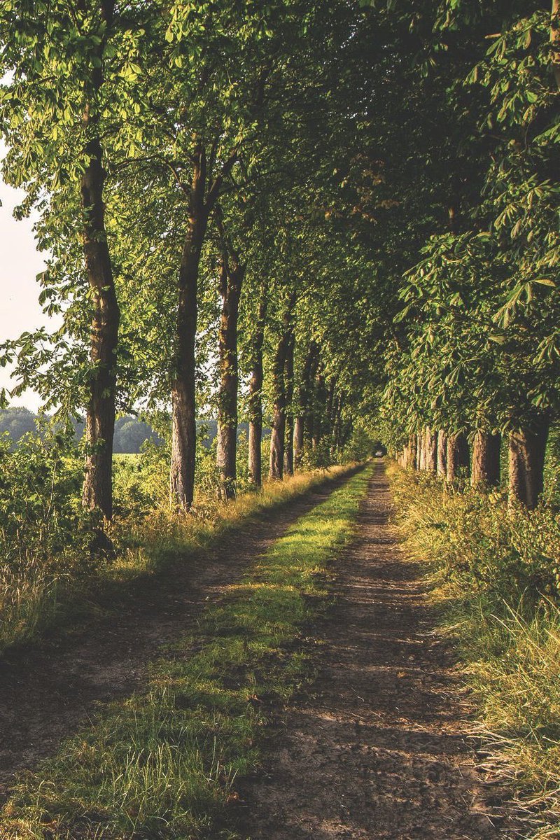 earthcurated's tweet photo. 🍃 https://t.co/aIP9YMUv0w