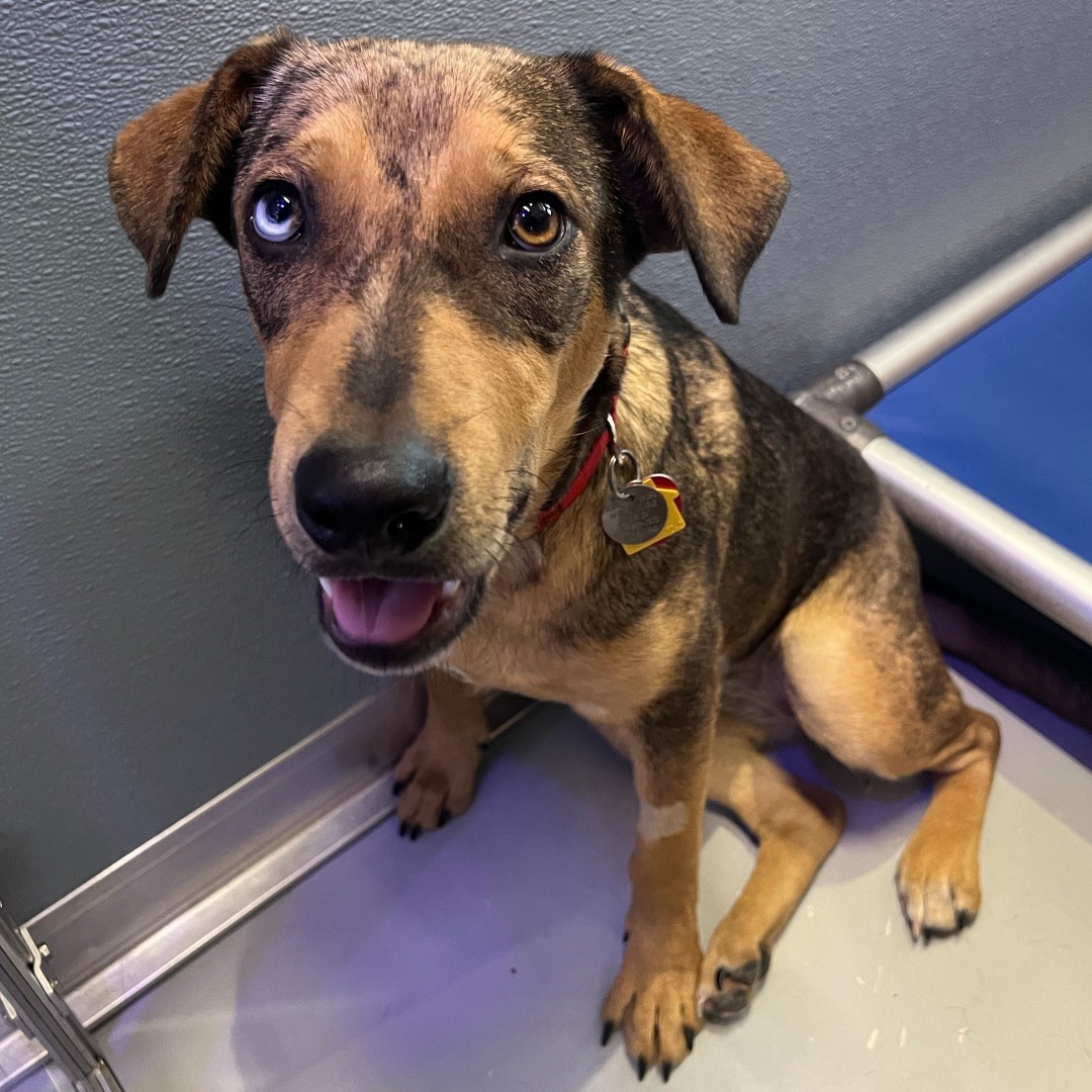 AnimalLeague's tweet photo. 🦃 Meet Daisy! 🐾 This 9-month-old Shepherd Mix has a heart as beautiful as her eyes. She's ready to gobble up all the love you have to offer! Come meet her today and let the gratitude begin! 🙌#AdoptDaisy #ThankfulForAdoption #GetYourRescueOn https://t.co/pcXetpJ0oN