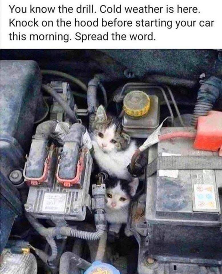 dustinpari's tweet photo. 🥶 ✊🏼 🐈 https://t.co/Z9gL9W3pUj