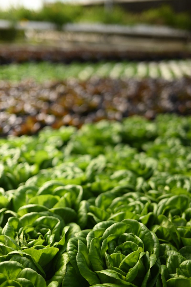 joshuawromero's tweet image. Had a great interview on location today for @getlilbits in Lucas, Tx. Excited for the next episode of the podcast to debut.

#LilBits #LilBitsPodcast #Agriculture #Farming #FarmToTable #HealthyEats #Produce #ProfoundMicrofarms #Texas