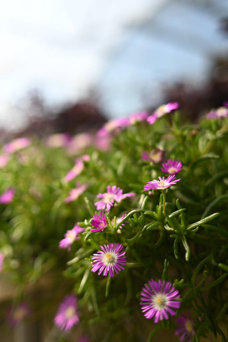 joshuawromero's tweet image. Had a great interview on location today for @getlilbits in Lucas, Tx. Excited for the next episode of the podcast to debut.

#LilBits #LilBitsPodcast #Agriculture #Farming #FarmToTable #HealthyEats #Produce #ProfoundMicrofarms #Texas