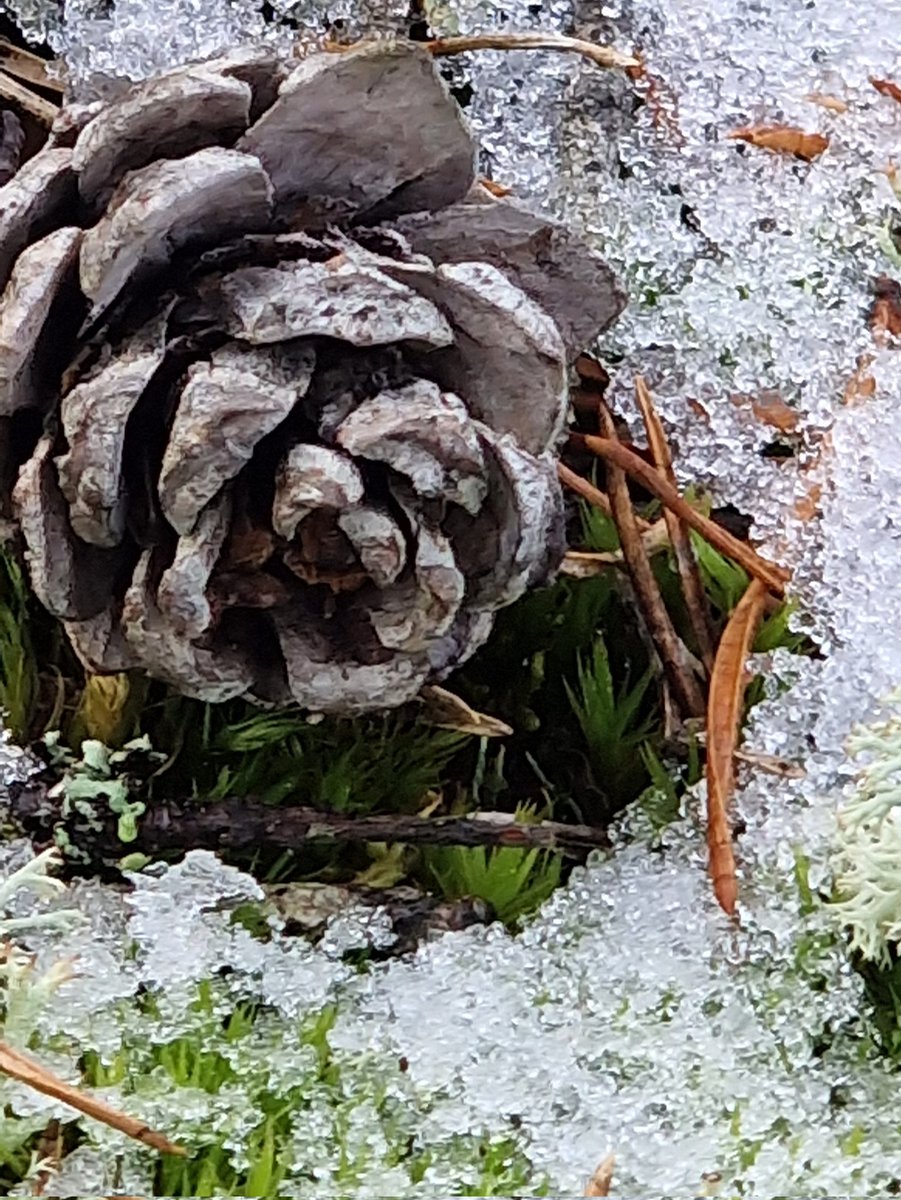 Beauty in little things. 🤍