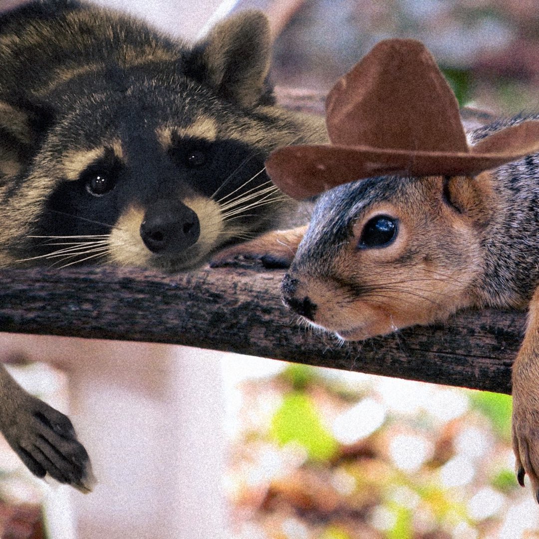 Rip Fred <3  🦝
<a href="/FRED_CTO_SOL/">$FRED (CTO) on Solana</a> 

Rip Pnut xx 🐿️
<a href="/pnutsolana/">PNUT - Peanut The Squirrel</a>