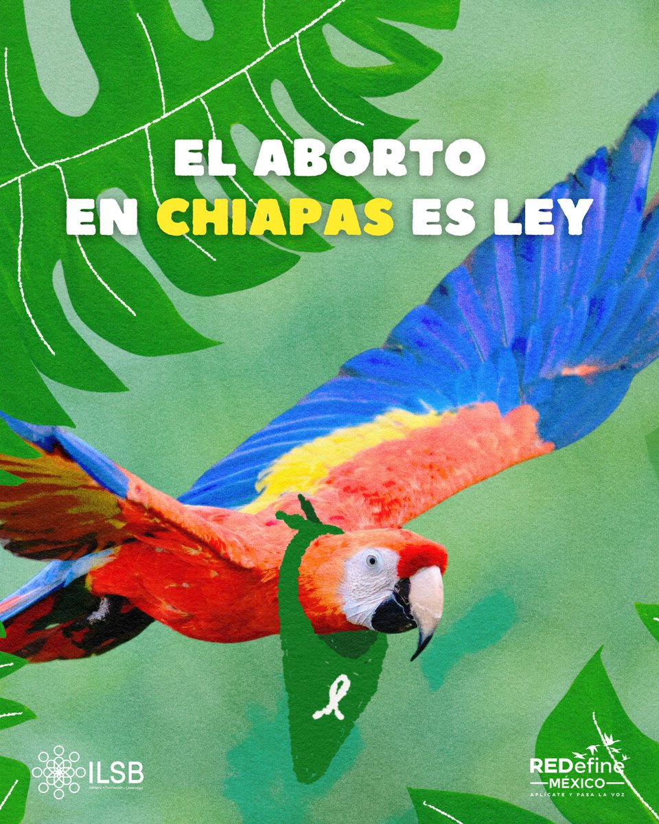 ilsb_ac's tweet photo. ¡Ya hay aborto legal en Chiapas! 💚✊
El Congreso del estado aprobó la despenalización del aborto hasta las 12.6 semanas de gestación. Con ello, ya son 19 estados en México donde el aborto es legal. Nos sumamos a las felicitaciones para todas las colectivas, activistas y organizaciones chiapanecas que hicieron posible este logro histórico.