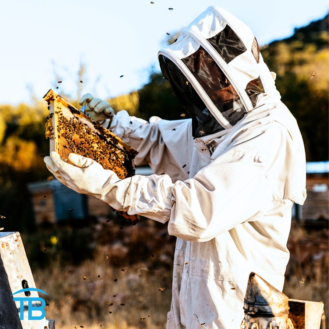 tarpon_blue's tweet image. Honeybees prepare for winter in the fall, creating honey with a deep, rich flavor.  #BeesAtWork