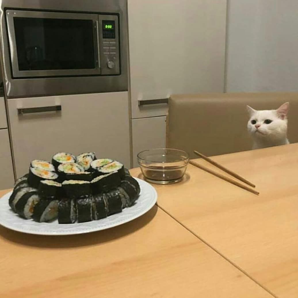 PostsOfCats's tweet image. 