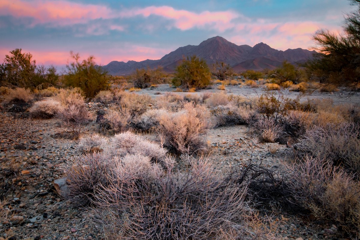 EnvCalifornia's tweet image. 🏜️Lets protect the Chuckwalla Valley and its incredible wildlife🌵 This unique desert landscape is home to threatened desert tortoises and the chuckwalla lizard🦎🐢 Call on @POTUS to act now to protect this special place in California
bit.ly/4fyPM3W #ProtectChuckwalla
