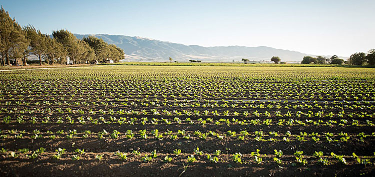 Agriculture and Land-Based Training Association, known as ALBA, announces plans to open the Farmworker Opportunity Center, a project designed to equip Latino farmworkers with the tools and knowledge they need to succeed as independent organic farmers or
tpgonlinedaily.com/campaign-for-f…