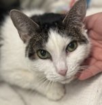 MeowMiya88's tweet photo. 🆘️🆘️🆘️🆘️🆘️#NYC #cats #dogs EUTH AT RISK BECAUSE ABANDONED AND HOMELESS 🆘️🆘️🆘️🆘️📢🇺🇲🗽⏳💔😿🐶 https://t.co/vBCm4VKApx
