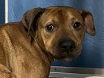 MeowMiya88's tweet photo. 🆘️🆘️🆘️🆘️🆘️#NYC #cats #dogs EUTH AT RISK BECAUSE ABANDONED AND HOMELESS 🆘️🆘️🆘️🆘️📢🇺🇲🗽⏳💔😿🐶 https://t.co/vBCm4VKApx