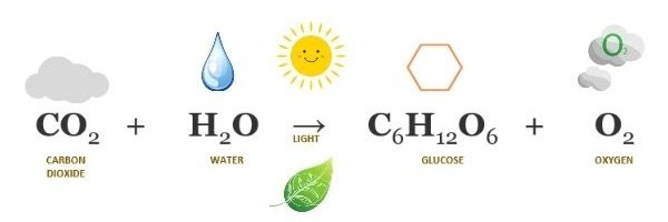 PeterDClack's tweet photo. Carbon dioxide, foundation for every plant, animal, algae &amp; cellular life form on earth. Everything alive owes its existence to CO2 &amp; photosynthesis. Before this there was no oxygen &amp; only inert single cell bacteria/archaea for 4 billion yrs. Net zero will choke life to death. https://t.co/a9e9jvjgWn