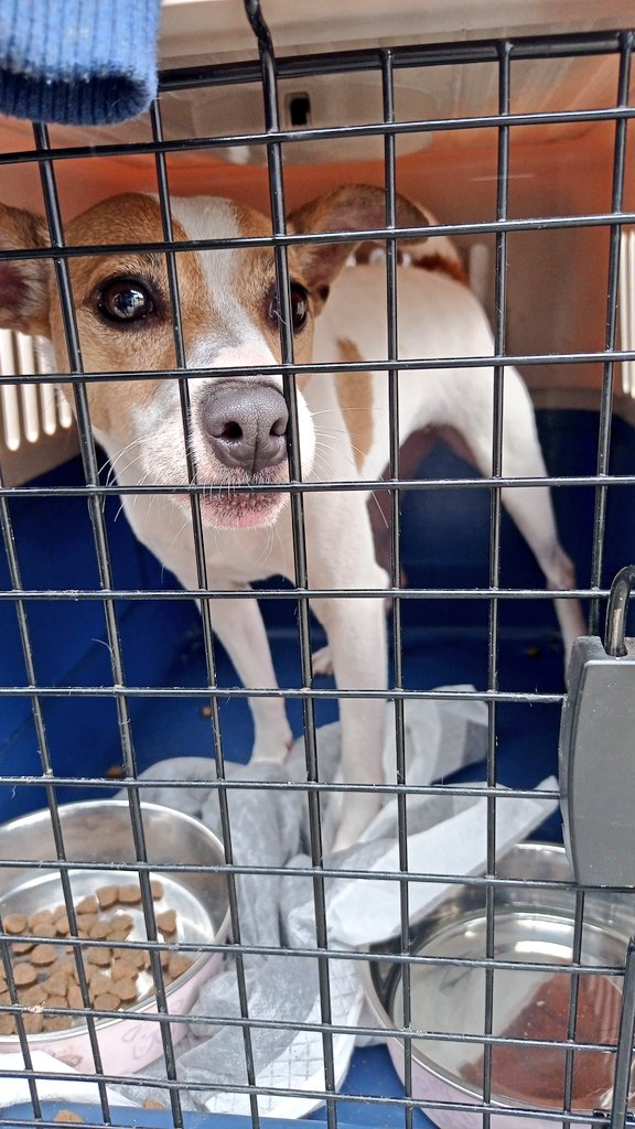 _arlettesalazar's tweet photo. NINGUNA FUE ADOPTADA💔

Amigos, gracias 🫂se intentó una vez dar en adopción a las pequeñas ya listas pero no nos fue bien. No lo logramos 😞
Pero seguiré actualizando, difundiendo. Pero nuevamente nos quedamos sin alimento. Porfavor apadrinen 🙏🏻 ellas aún esperan una oportunidad https://t.co/mURUWp0cXo