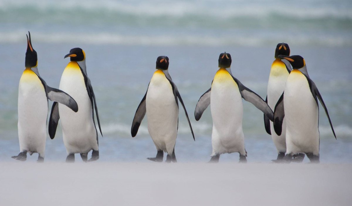 At our meeting this week (Wednesday 27th) , John Earnshaw will be talking about "Falklands  Wildlife". Upstairs at the <a href="/SpreadEagleLymm/">Spread Eagle</a>  at 7:30 pm
All welcome - visitor fee:  £5