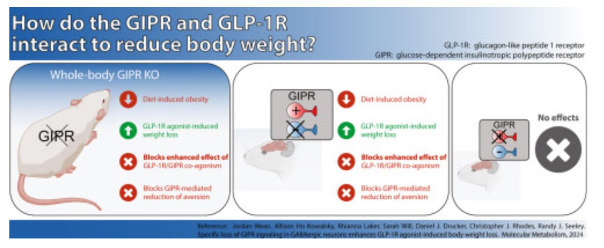 Daniel J Drucker (@danieljdrucker) on Twitter photo Does loss of GIPR signaling sensitize GLP-1R+ neurons, enhancing the actions of GLP-1R agonists? New data from <a href="/seeleyrj/">Randy J. Seeley, Ph.D.</a> <a href="/UMich/">University of Michigan</a> <a href="/MolMetab/">Molecular Metabolism</a> <a href="/UMDiabetes/">UMich Diabetes Cntr</a> sciencedirect.com/science/articl… Does loss of GIPR signaling sensitize GLP-1R+ neurons, enhancing the actions of GLP-1R agonists? New data from <a href="/seeleyrj/">Randy J. Seeley, Ph.D.</a> <a href="/UMich/">University of Michigan</a> <a href="/MolMetab/">Molecular Metabolism</a> <a href="/UMDiabetes/">UMich Diabetes Cntr</a> sciencedirect.com/science/articl…