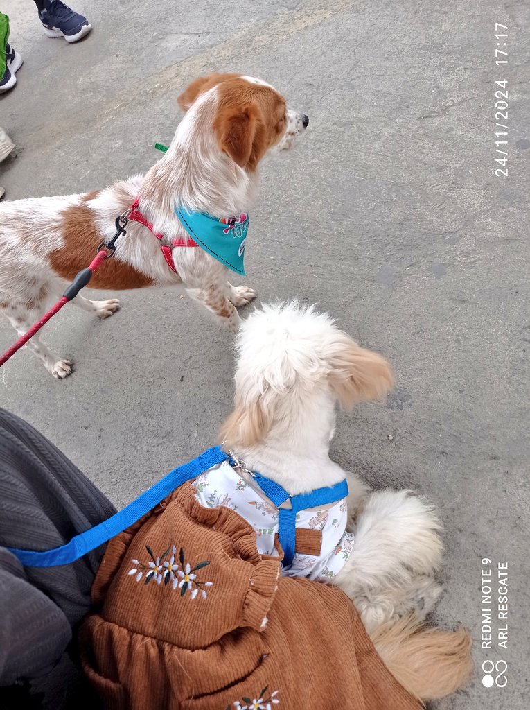 _arlettesalazar's tweet photo. NINGUNA FUE ADOPTADA💔

Amigos, gracias 🫂se intentó una vez dar en adopción a las pequeñas ya listas pero no nos fue bien. No lo logramos 😞
Pero seguiré actualizando, difundiendo. Pero nuevamente nos quedamos sin alimento. Porfavor apadrinen 🙏🏻 ellas aún esperan una oportunidad https://t.co/mURUWp0cXo