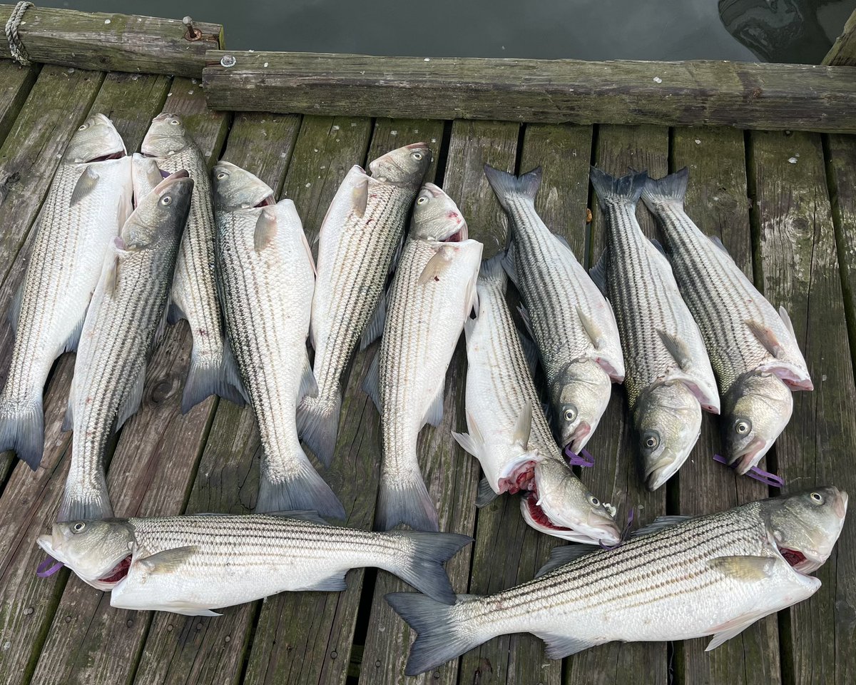 aqualinkinc's tweet photo. Team Building 101 - Our team of professional pond and lake managers on a saltwater fishing trip this morning in NJ. Striped bass fishing was fire 🔥 today and we all took plenty of filets home for dinner. https://t.co/kfJ0mrnDs0
