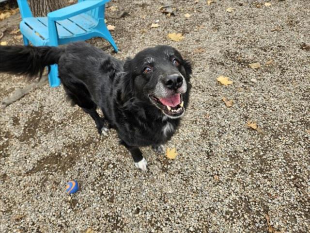 PetfindToronto's tweet image. #FRONT ST W #SPADINA AVE  Pls RT2unite #FOUND #DOG- 24-Nov-24 #Toronto Animal Services A0994657 #WEST 416-338-6271 BLACK WHT #COLLIE-SM F/?Age