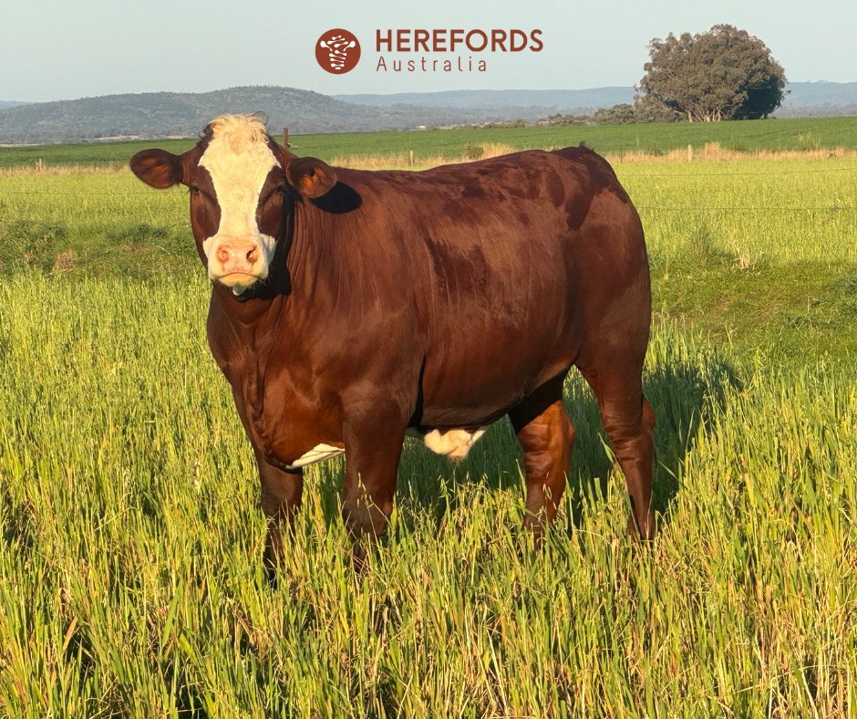 An inherent advantage ✔
Make your decisions count with Hereford genetics.