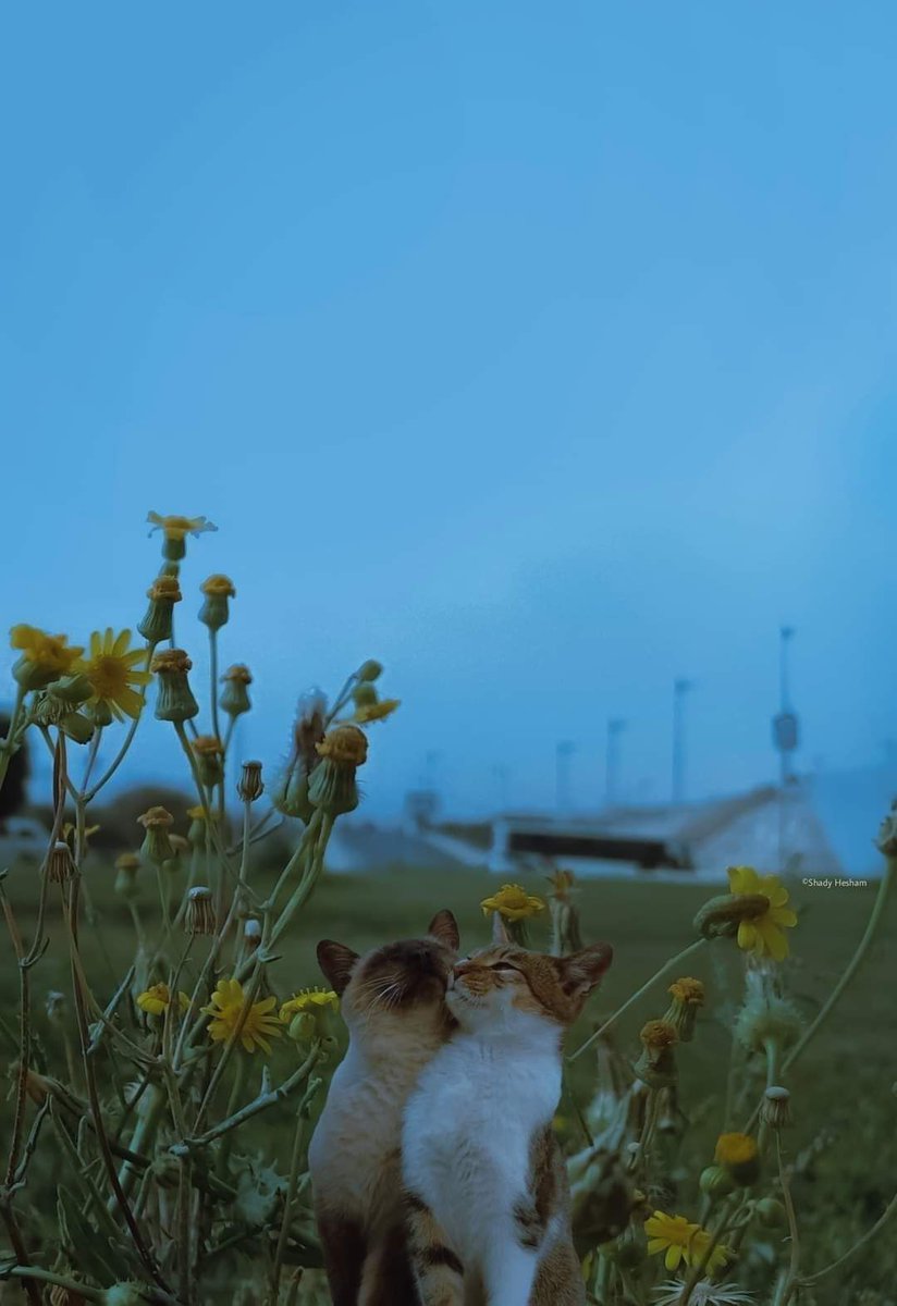 Why you should have a cat tweet media