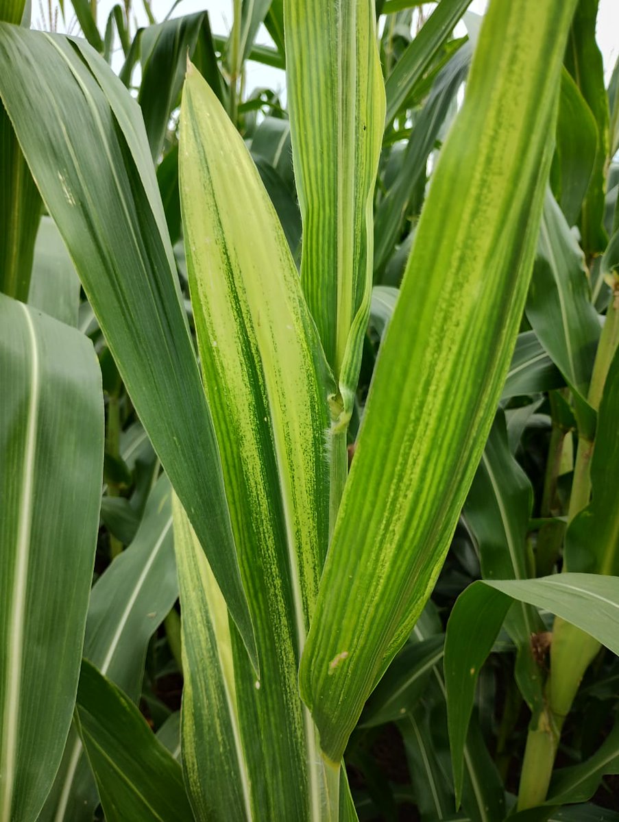 Symptoms of corn stunting disease caused by Spiroplasma kunkelii in Guaraciaba, a municipality in the border with Argentina. Photo: Elias (extension officer Epagri). #fapesc #pesquisa <a href="/EpagriOficial/">Epagri</a>
