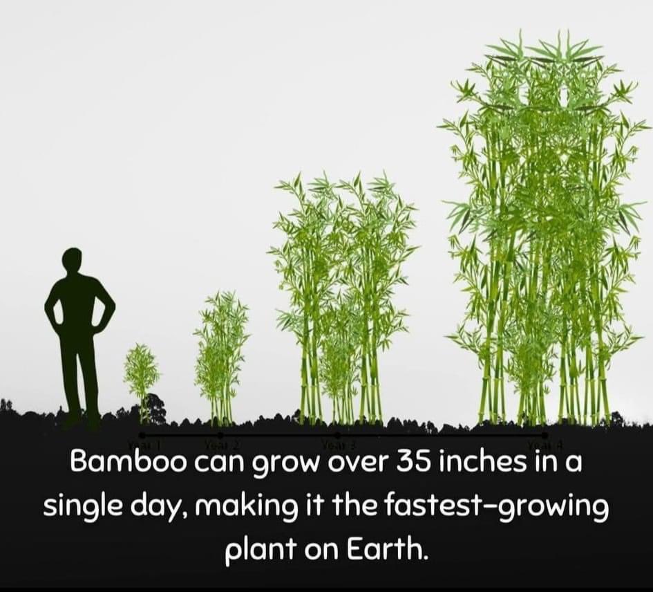 🌱🌱