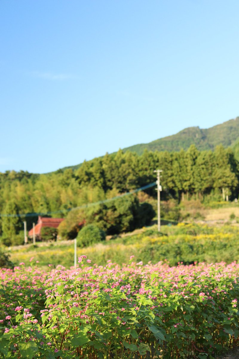 KK777S's tweet photo. 蕎麦の花とトンボ

撮影日　2024年10月12日(土)

#愛媛県
#蕎麦の花
#トンボ
#カメラ好きな人と繋がりたい 
#写真好きな人と繋がりたい 
#カメラ男子 https://t.co/tMtOOfqSeK