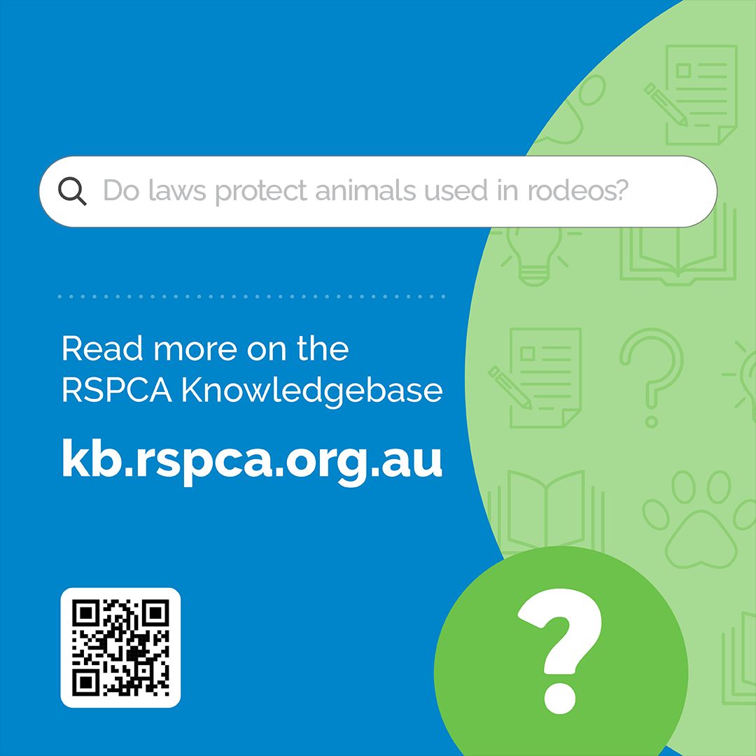 A recent paper published in the UNSW Law Journal takes a look at the use of electric prodders on rodeo horses in Australia, with RSPCA Australia's Dr Di Evans as a co-author the piece. Read the full article here: rspca.au/9BqLfi#rspca #rodeo #horses #article #journal