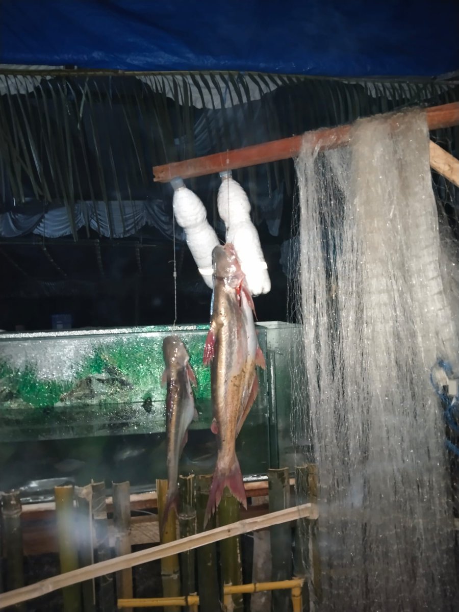 Addahsya2's tweet photo. Sabtu (23/11/24), Mawaddatus Sya'adah, Luhkan Berau, Melaporkan Hasil Tangkapan pak Mansah KUB Nelayan Rantau Kp Rantau Panjang, ikan patin, 10kg, alat tangkap tradisional pantau, harga 50rb/kg
#GiatLuhkanSatminkalTegal
#Luhlapor
#tangkap
#berau https://t.co/IPxX4QU47T