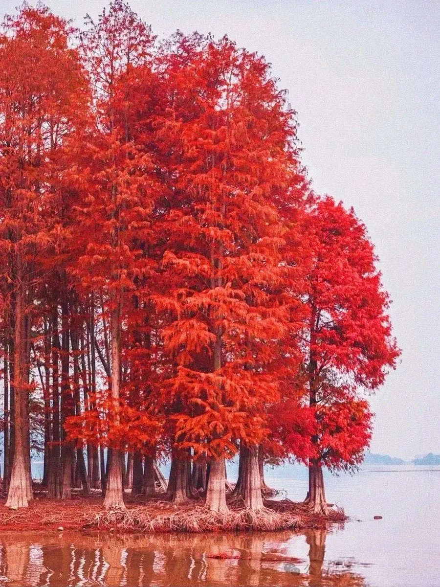 HYF98334204's tweet image. 枫叶千枝复万枝，江桥掩映暮帆迟。🍁🍂🍁
#MapleLeaf
#Goodmorning