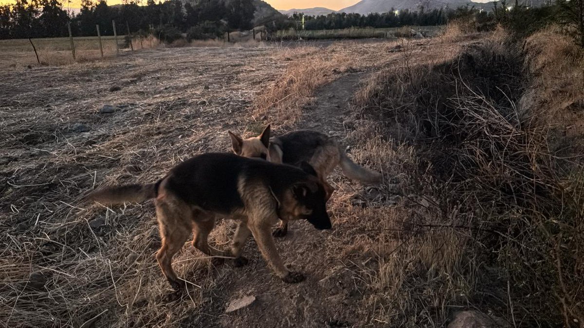 Vinieron a botar 2 pastores alemanes al condominio sector Chicureo  .
Se necesita ayuda para buscar algun hogar temporal o adopción la idea es que sean juntos .
<a href="/Cassata20/">Cassata</a>