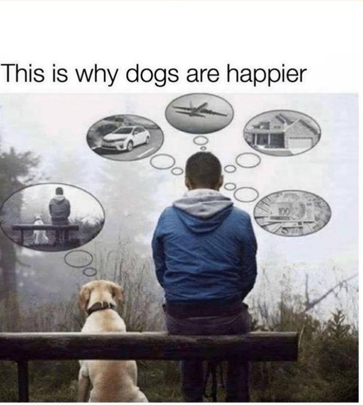 WhiteCuddleBug's tweet image. Best part of owning a dog. They will never be a toxic pet #toxic #peace #chill #relax #love