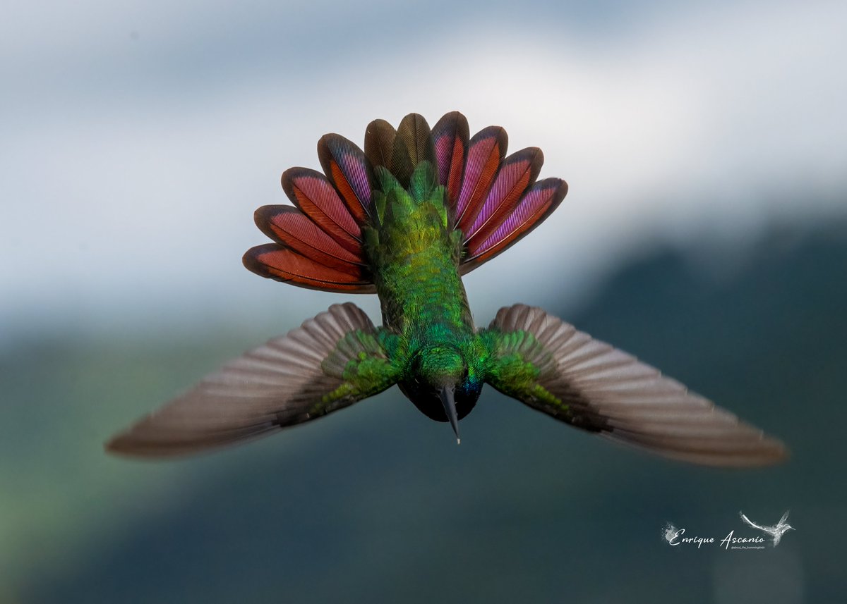 AHummingbirds's tweet photo. (Antharacothorax nigricollis ) [ Black - thoated mango ]
Así no mas !! https://t.co/MDTsbOc6BJ
