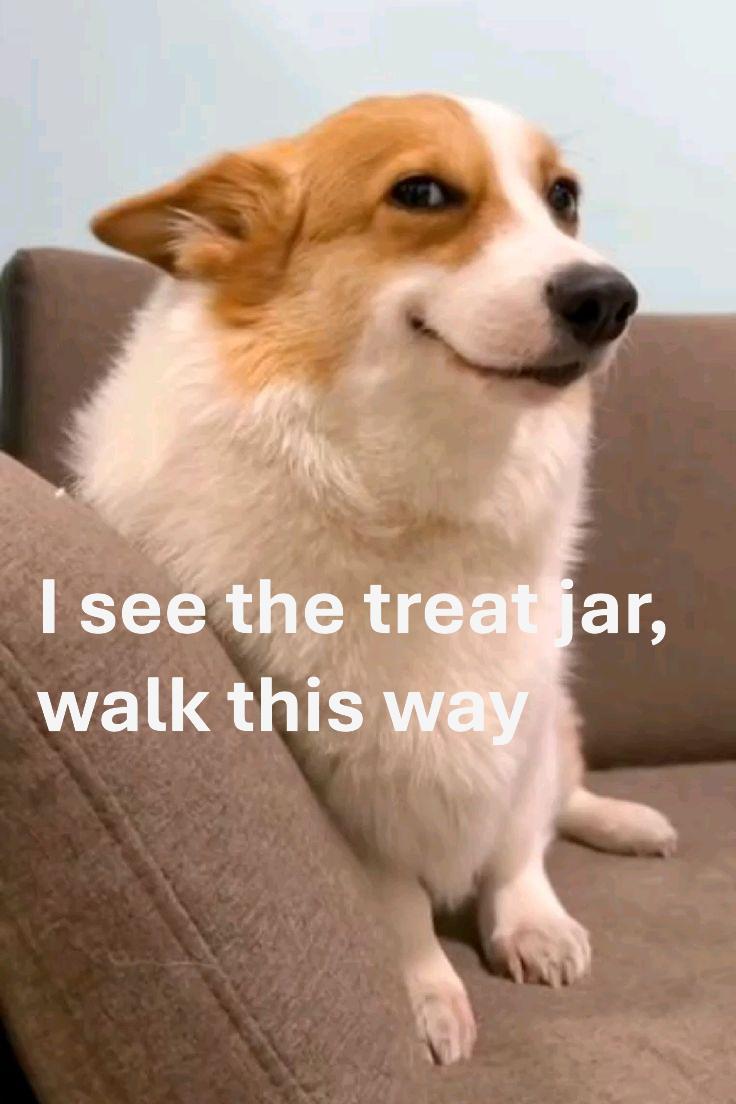 WhiteCuddleBug's tweet image. Now i am hungry for a snack #snacks #cute #corgi