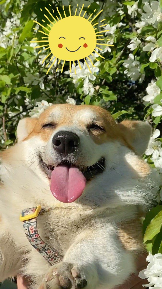 WhiteCuddleBug's tweet image. Sunbathing #sunbathing #sun #happy #dog #dogs #corgi