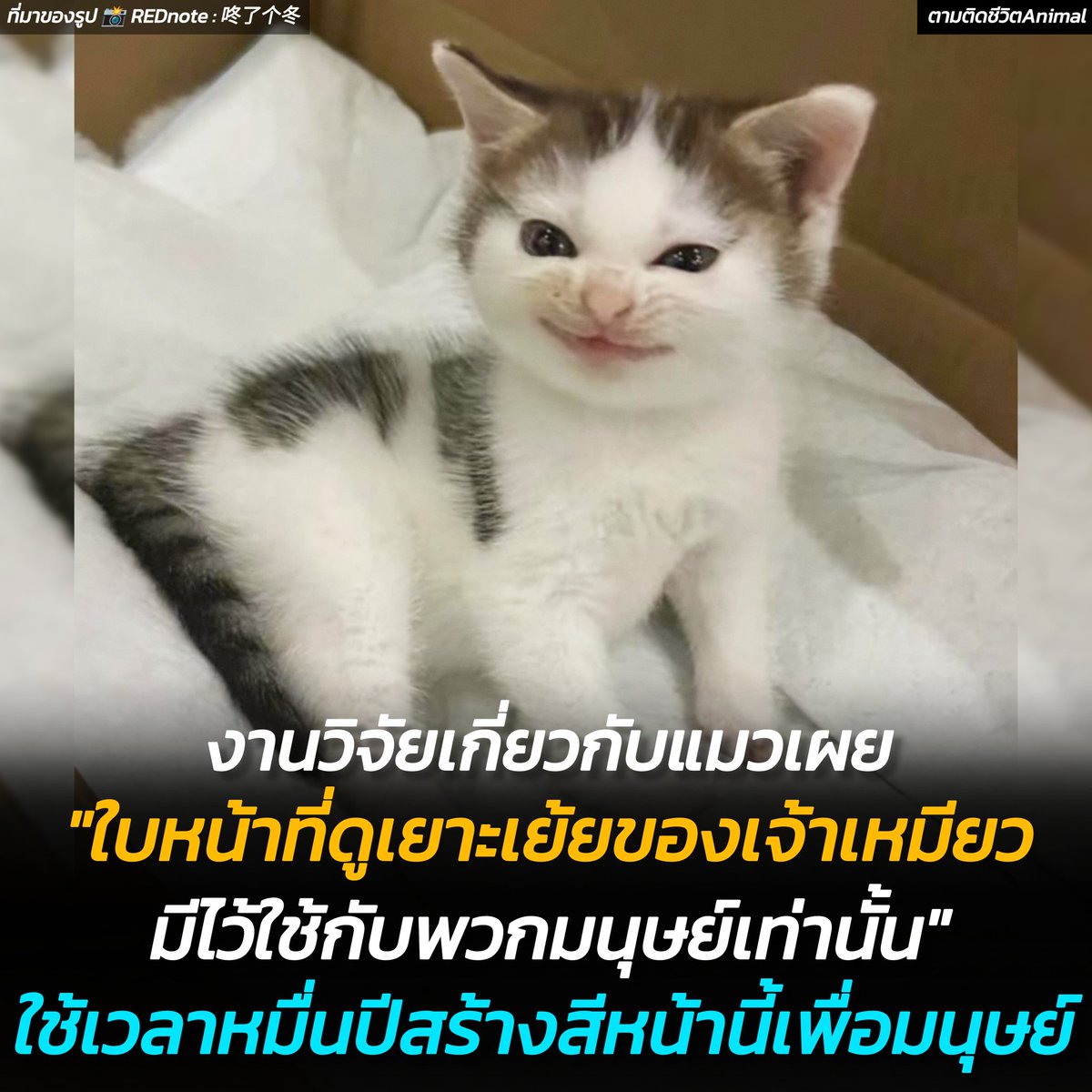 AnimalFW_TH's tweet image. ในเมื่อแมวไม่สามรถพูดคุยกับเราได้ น้องจึงวิวัฒนาการแสดงอารมณ์ออกทางสีหน้า กว่า 276 แบบ เพื่อสื่อสารกับมนุษย์ ซึ่งหนึ่งในนั้นคือใบหน้า "เยาะเย้ย" หรือ "ยิ้มกรุ้มกริ่ม"  น้องใช้เวลาวิวัฒนาการกว่าหมื่นปี เพื่อสร้างสีหน้าเยาะเย้ยมาเพื่อใช้กับมนุษย์ 😼😼😼
แมว : หึ…