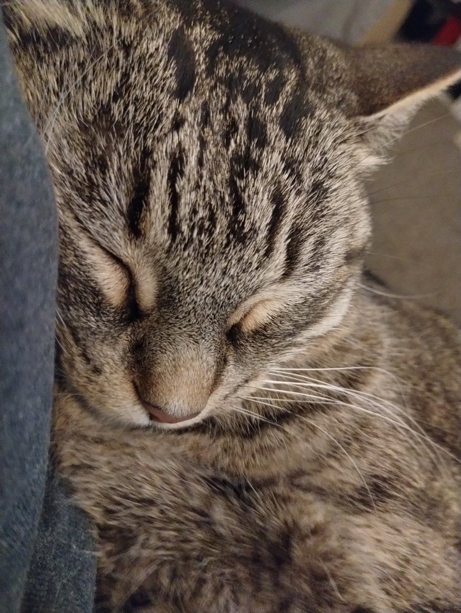 IchiThePyroKuma's tweet photo. So happy Thanksgiving and all that. Work changed this week, so no morning stream. But was gonna stream tonight but my brain feels like its sploding.
Tomorrow night we stream and thursday at some point too. I gotta do family thing.

Outside cats and my cat https://t.co/9yHDMaXRWn