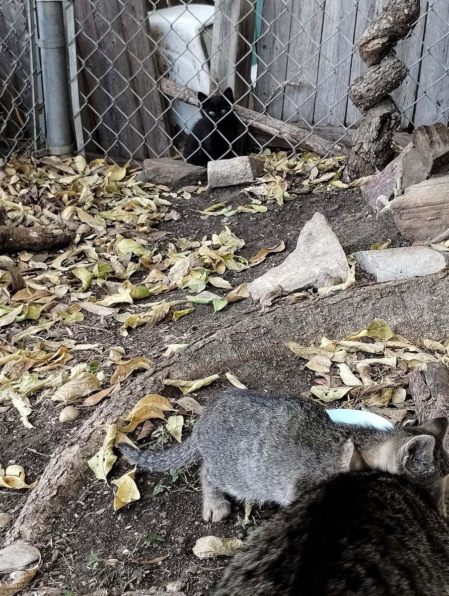 IchiThePyroKuma's tweet photo. So happy Thanksgiving and all that. Work changed this week, so no morning stream. But was gonna stream tonight but my brain feels like its sploding.
Tomorrow night we stream and thursday at some point too. I gotta do family thing.

Outside cats and my cat https://t.co/9yHDMaXRWn