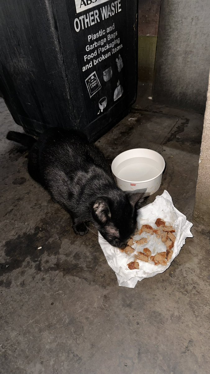 LunaSoshii's tweet photo. Yayyyyy napakain natin si Bini Ling ng ABS ๐ฅน another series of stray feeding ๐ฉ #binimerch https://t.co/Zp3S6HgRBR