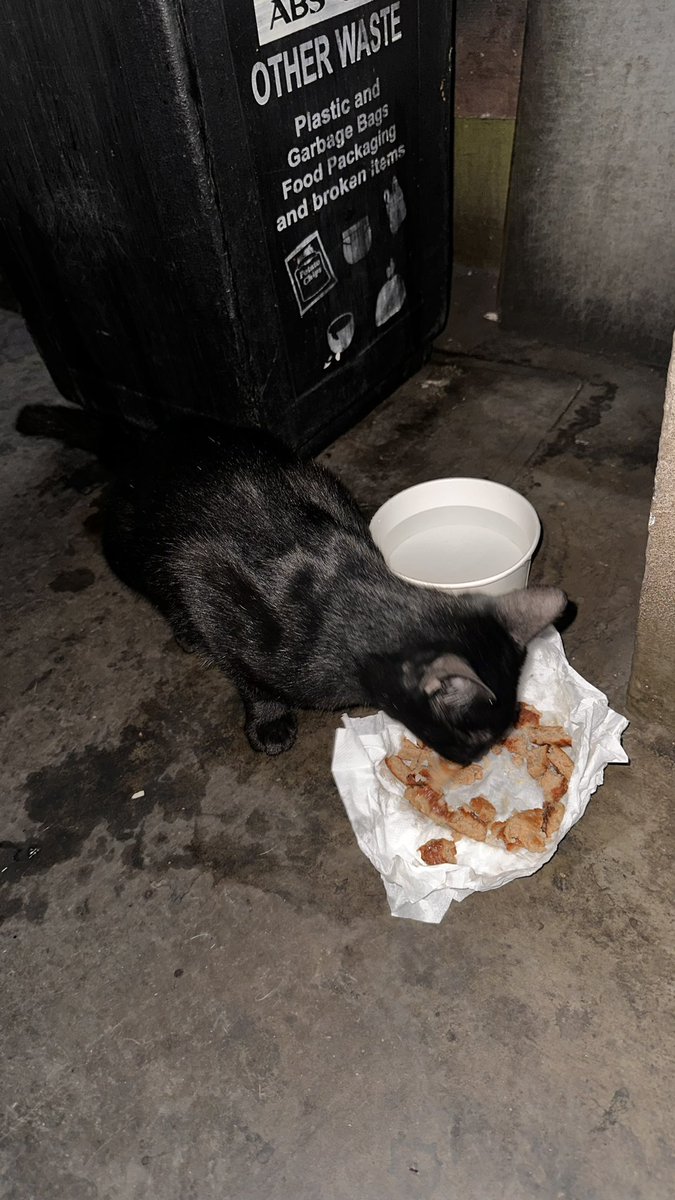 LunaSoshii's tweet photo. Yayyyyy napakain natin si Bini Ling ng ABS ๐ฅน another series of stray feeding ๐ฉ #binimerch https://t.co/Zp3S6HgRBR
