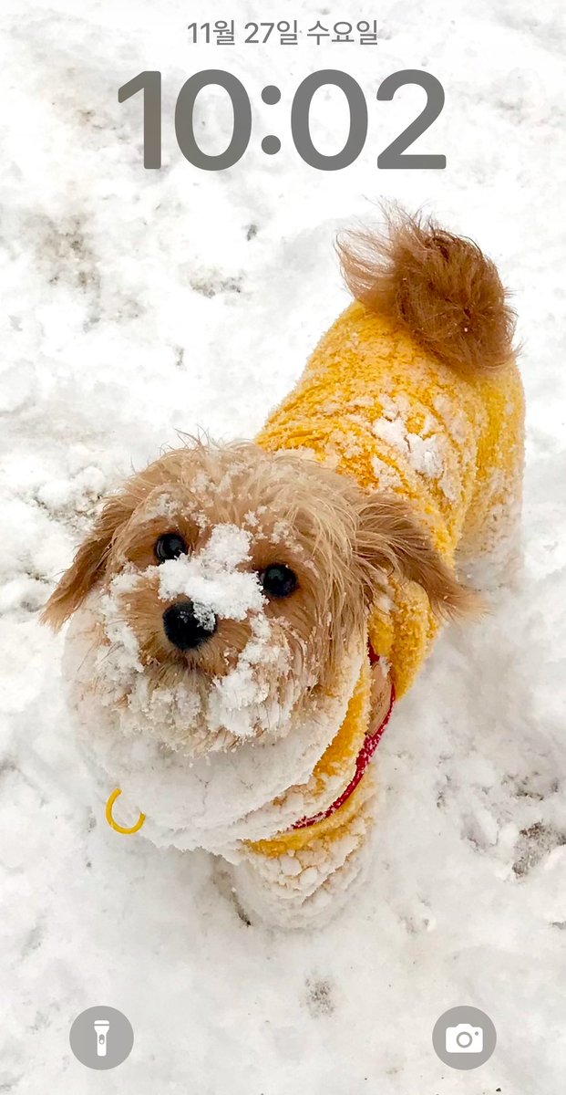 난 우리강아지 견생 첫눈 맞은 그날이 너무 사랑스러워서 아직도 배경화면임ㅎㅎㅎㅎ 뭔지도 모르고 얼굴 파묻어보고 데굴데굴 굴러보고. 하지만 뭘 좀 아는 지금 오리온은 ㅋㅋㅋㅋㅋㅋ 집에만 가자고 함ㅋㅋㅋㅋㅋㅋ