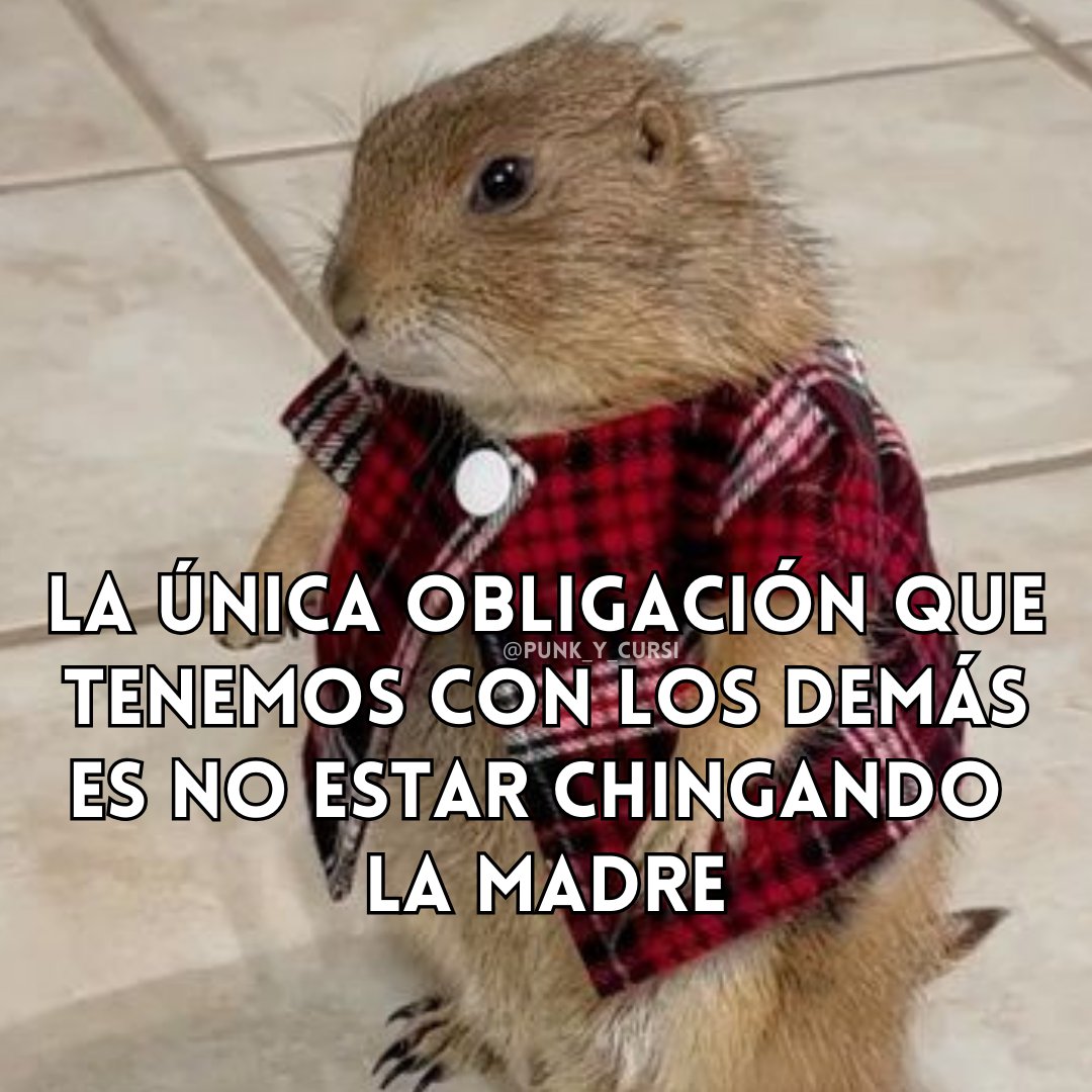 punk_y_cursi's tweet photo. 🦫🦫🦫🦫 https://t.co/almYmK0tYB