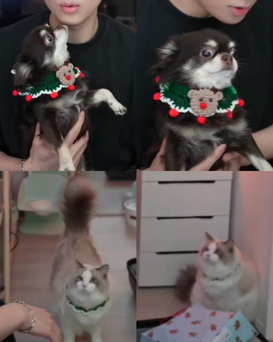 🎄🐶🐱🎄