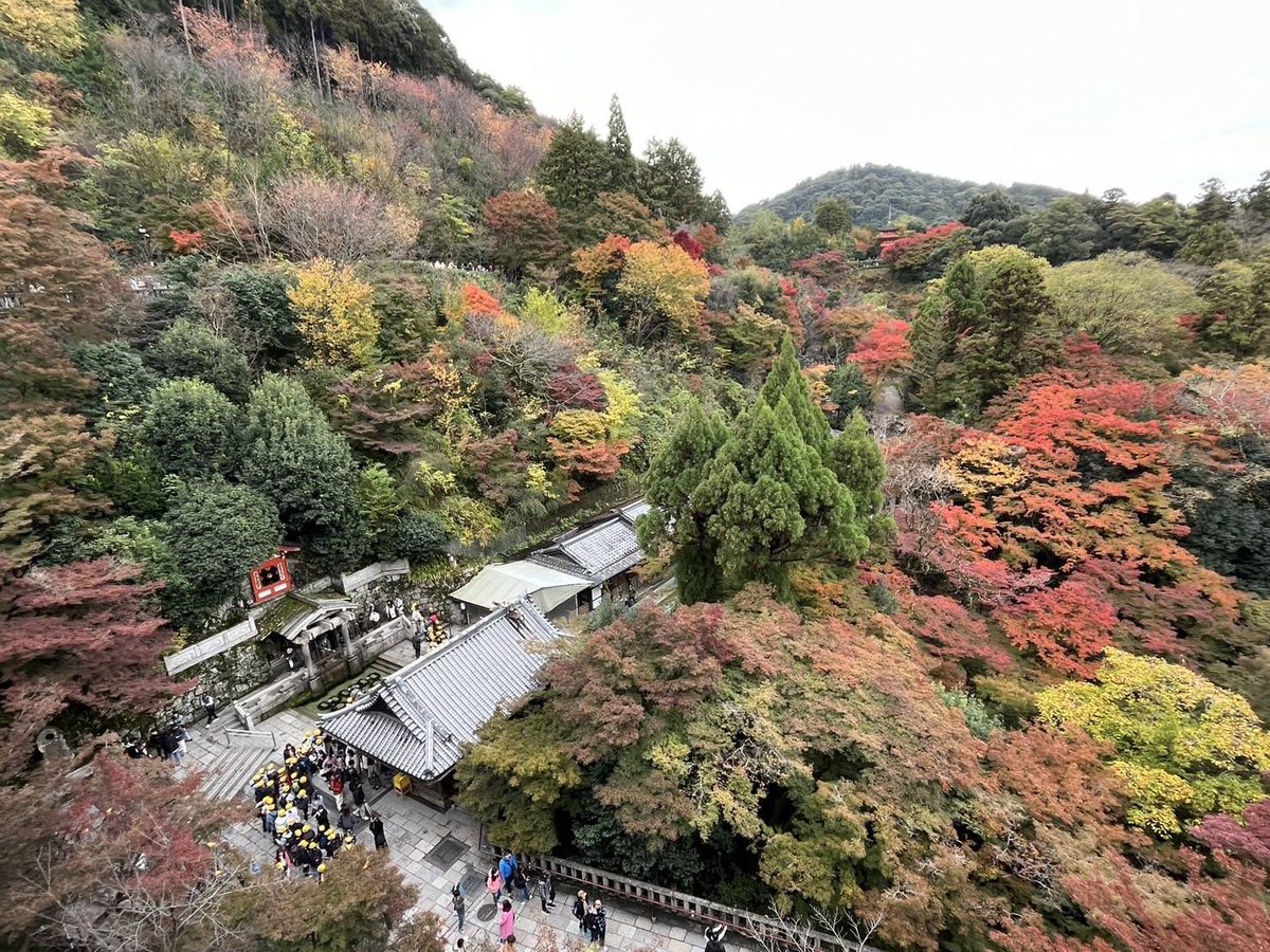 souda_kyouto's tweet photo. おはようございます☁️本日は清水寺からスタート✨9時半頃の様子です📷

色づきの進み具合によって色とりどりの景色が楽しめます✨とっても鮮やか😳昨夜の雨のおかげか、もみじが活き活きとしているよう🍁

朝6時から開門しているので、ゆっくり楽しむなら早朝がおすすめです😊局員

#そうだ京都行こう https://t.co/W4AZ7pNgnT