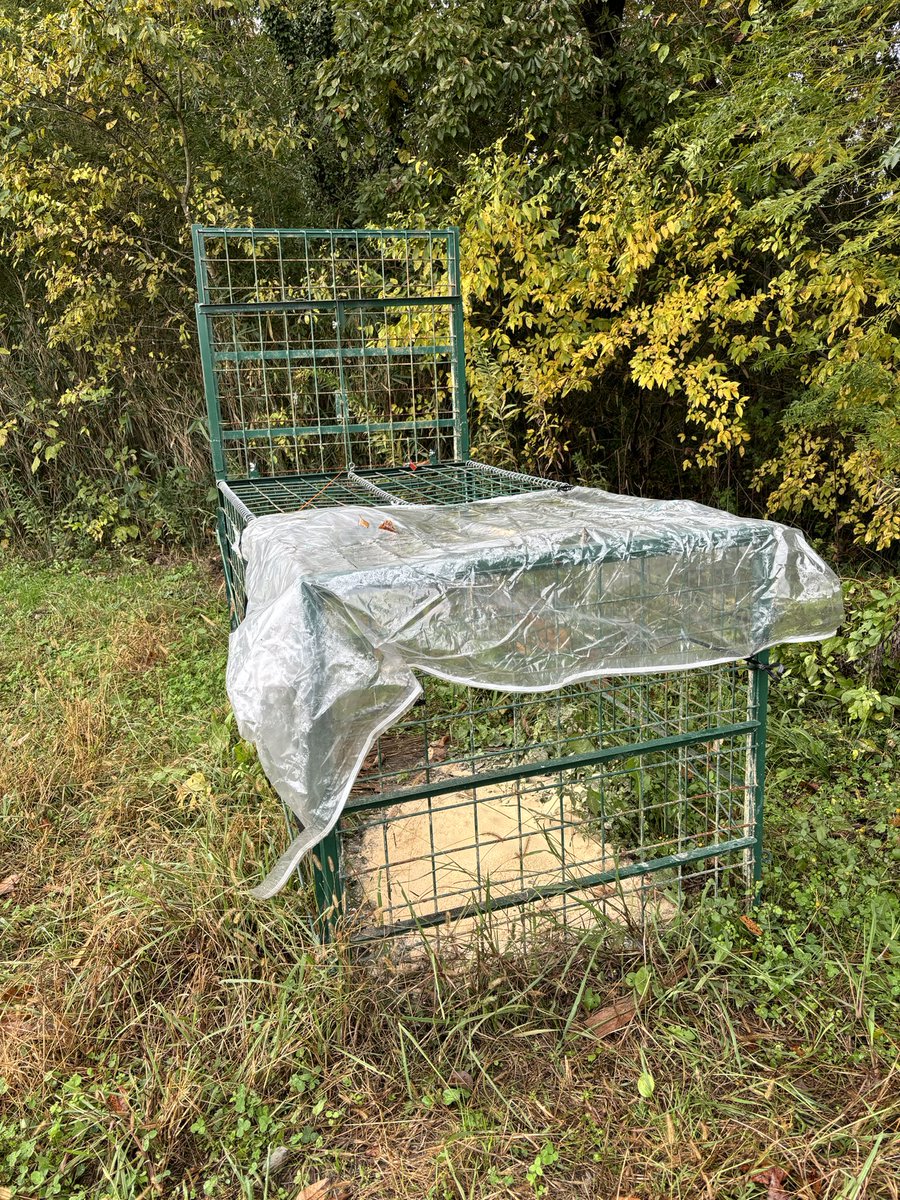 HarimaruNetwork's tweet photo. 水田や畑を荒らすイノシシを捕まえるためのオリ。
イノシシは入らず、タヌキかアライグマは出入りしてるっぽい。
警戒心の強いイノシシは、簡単には捕まらないです。

#はりまる普及担当の日常　
#神戸大学 
#食資源教育研究センター 
#害獣駆除 
#いのしし https://t.co/Ed0SVccfoE