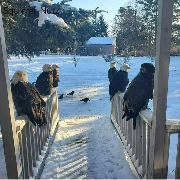EAGLE VISIT

Front porch in the morning, in Alaska, photo by Steve Slade

#birds #photography #nature #wildlife
