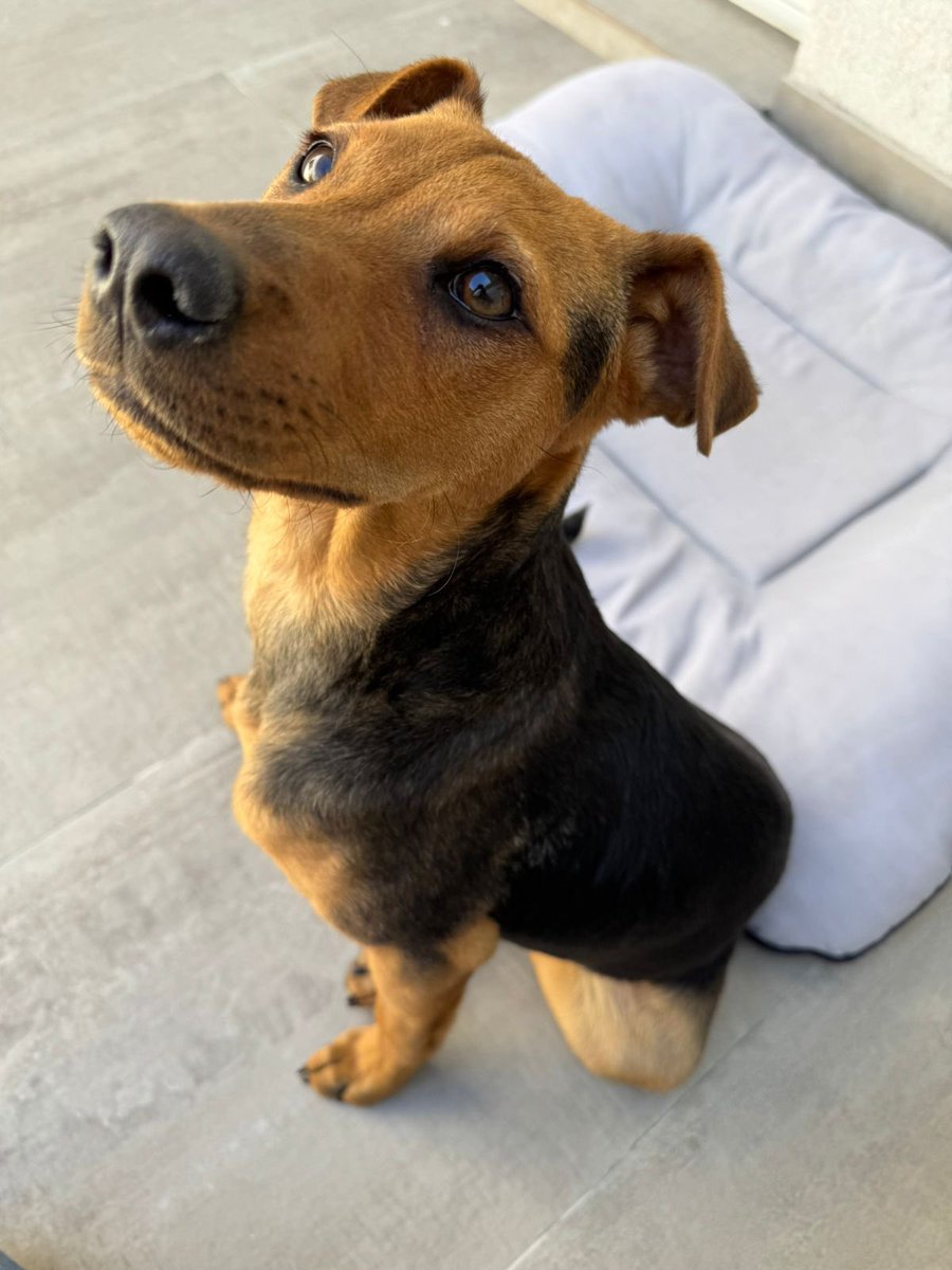 Proyecto4Patas's tweet photo. ¿Cómo es posible que todavía nadie haya adoptado a Pepa ?

¿La adoptarías?

Si querés sumarla a tu vida, mándanos un mail a adopciones@proyecto4patas.org o hacé click en el siguiente link:

👉https://t.co/s5HXhKsBGx https://t.co/n869ISN5Jo