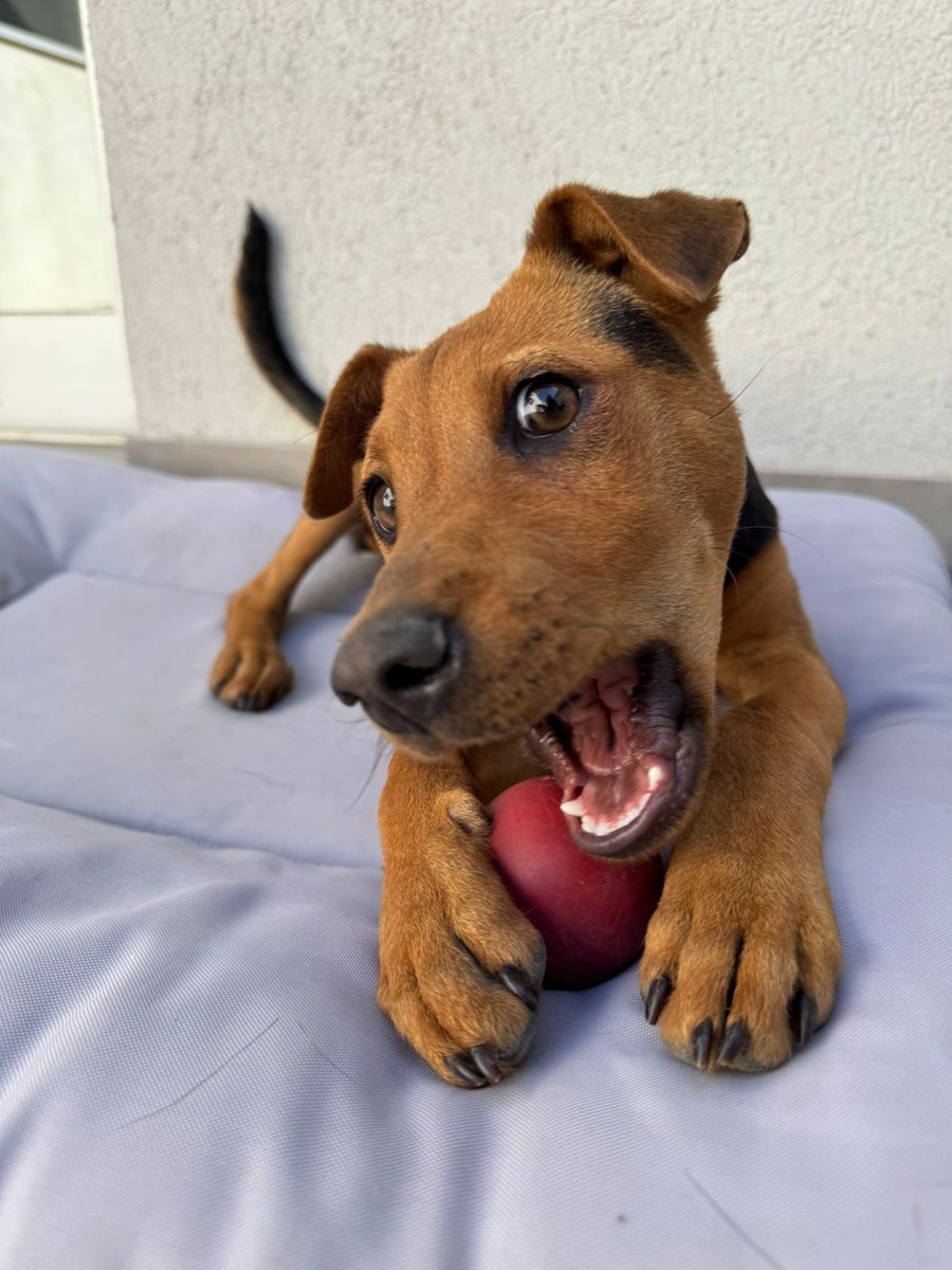 Proyecto4Patas's tweet photo. ¿Cómo es posible que todavía nadie haya adoptado a Pepa ?

¿La adoptarías?

Si querés sumarla a tu vida, mándanos un mail a adopciones@proyecto4patas.org o hacé click en el siguiente link:

👉https://t.co/s5HXhKsBGx https://t.co/n869ISN5Jo