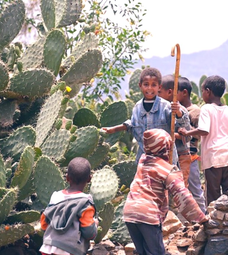 Collecting Cactus Fruit, Adigrat || 🇪🇹♥️🫶🏾