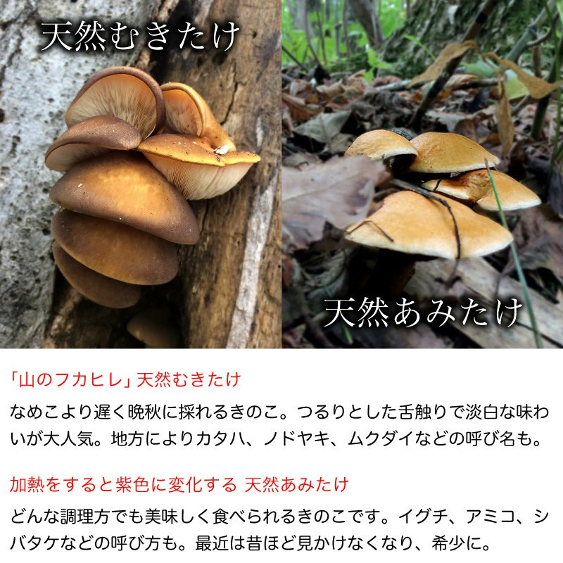 sobataguru's tweet photo. 山形飯豊の天然きのこ。独特のぬめりと歯ごたえ。油揚げのほど良いコクと、山菜のような春菊の苦み。
全体をまとめるのが、旨味がじんわり沁みる薄味のだし。

#天然きのこ #山形 #飯豊 #IIDE #高円寺 #純情商店街 https://t.co/R1ATKXvrzW